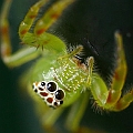 Jumping Spider (Salticidae)<br />Canon EOS KDX + EF60S F2.8